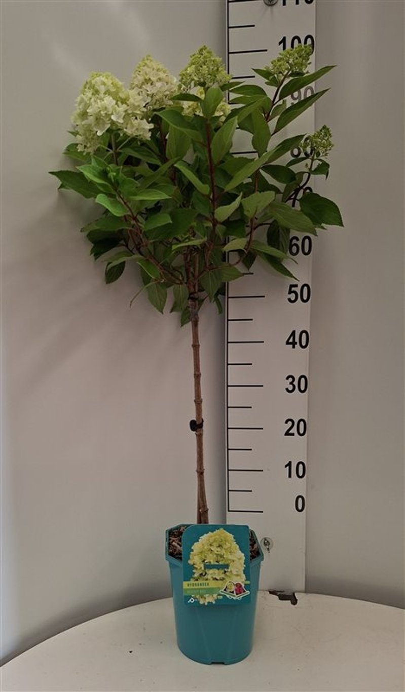 Hydrangea pan. Petite Bell - 60 CM Stem C5 - 2yr Crown